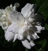Double White Althea, Rose of Sharon, Hibiscus syriacus 'Double White'